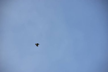 Kuş gökyüzünde uçuyor.