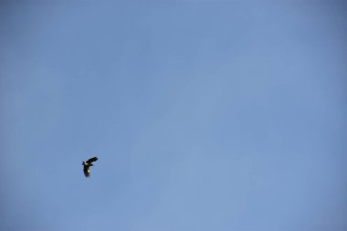 Kuş gökyüzünde uçuyor.