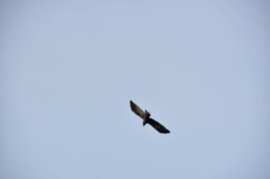 Gökyüzünde uçan kuş