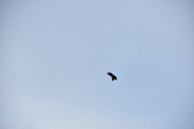 Martı gökyüzünde uçuyor.