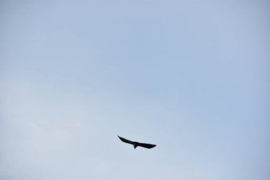 Gökyüzündeki kuş