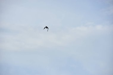 Gökyüzünde uçan martı