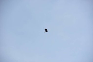 Mavi gökyüzünün arka planında bir kuş