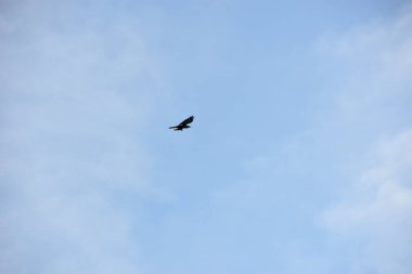 Kara kartal gökyüzünde uçuyor. Vahşi yaşam. Doğa.