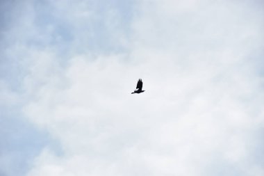 Kuş gökyüzünde uçuyor.