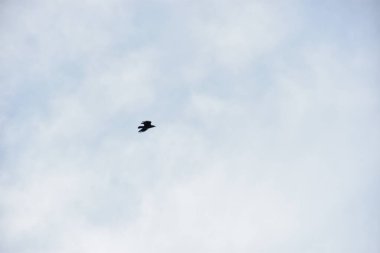 mavi gökyüzünde uçan bir kuş