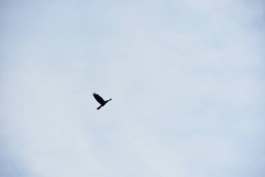 Gökyüzünde uçan siyah bir karga