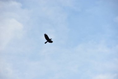 Gökyüzünde uçan kartal