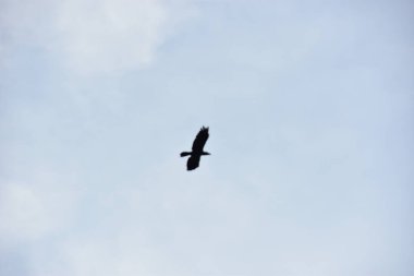 Gökyüzünde uçan beyaz karganın yakın çekim görüntüsü.