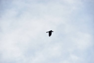 Martı gökyüzünde uçuyor.