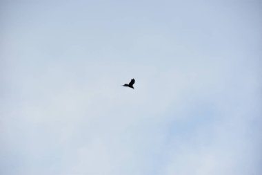 Gökyüzünde martı