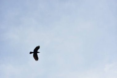 Mavi gökyüzünde uçan kuş