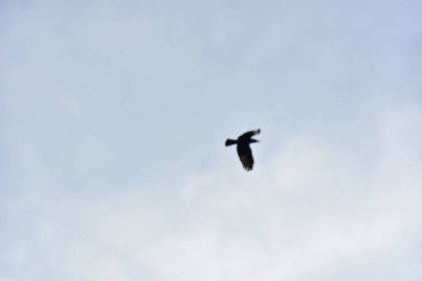 Gökyüzündeki kuş