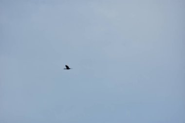 Gökyüzünde uçan bir kuş