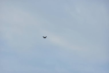 Kuş gökyüzünde uçuyor.