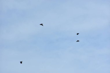 Güvercinler evin çatısında.