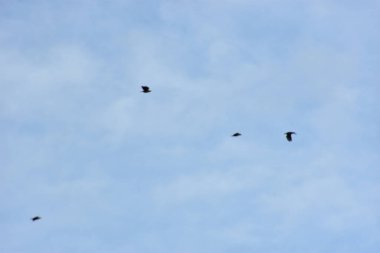 Gökteki güvercin sürüsü