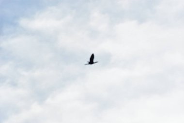 Gökyüzünde uçan bir kuş