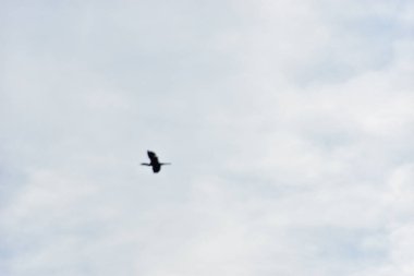 Gökyüzünde uçan kuş