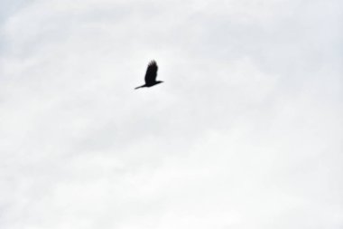 Gökyüzünde uçan kuş