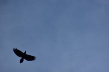 Gökyüzündeki kuş