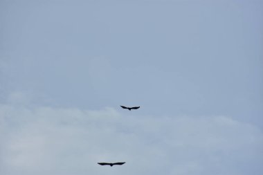 eagle in flight in the sky