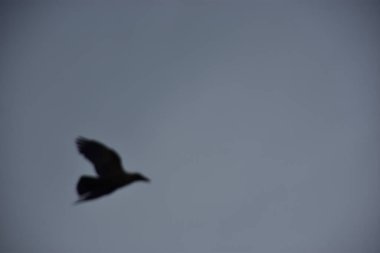 Karanlık gökyüzünde uçan siyah martı.