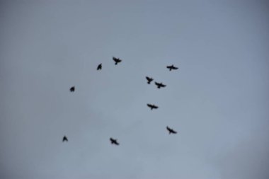 Kara gökyüzünde bir kuş sürüsü
