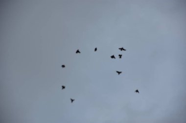 Gökyüzündeki kuş sürüsü