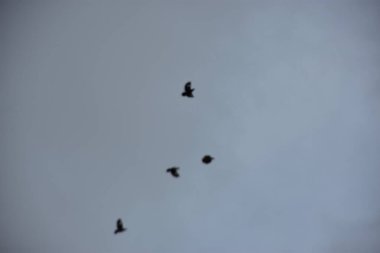 Kuşlar gökyüzünde uçuyor