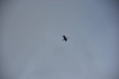 Martı gökyüzünde uçuyor.