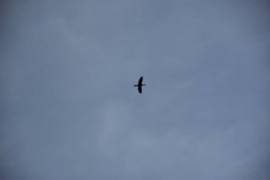 Gökyüzünde uçan kuş