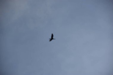 Kuş gökyüzünde uçuyor.