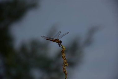 Ağaç dalındaki yusufçuk, yaklaş.
