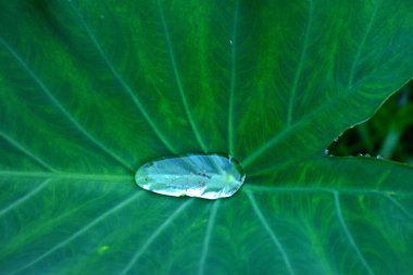 Yeşil yapraklı su damlası