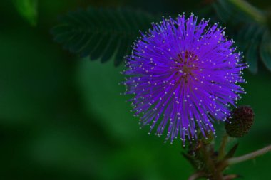 Koyu yeşil arka planda ince iplik yaprakları olan narin mor bir mimoza çiçeğinin yakın çekimi. Doğaya, ekolojiye, sağlığa ve çiçek tasarımı kavramlarına uygun minimalist botanik görüntü.