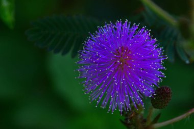 Koyu yeşil arka planda ince iplik yaprakları olan narin mor bir mimoza çiçeğinin yakın çekimi. Doğaya, ekolojiye, sağlığa ve çiçek tasarımı kavramlarına uygun minimalist botanik görüntü.