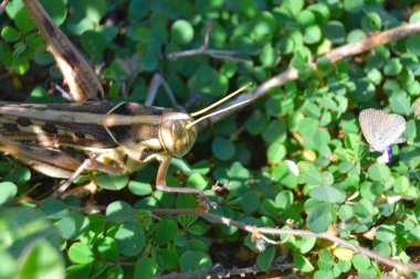 Yeşil yapraklı kelebek, makro