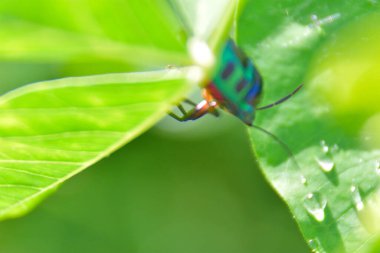 Bahçede yeşil yaprak ve kelebek