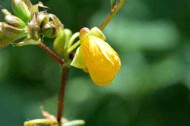 Bahçedeki güzel sarı güller