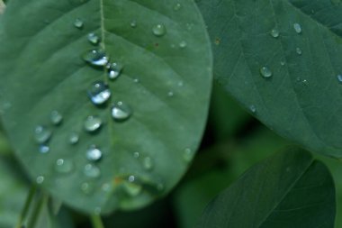 Bahçede güzel yeşil yapraklar