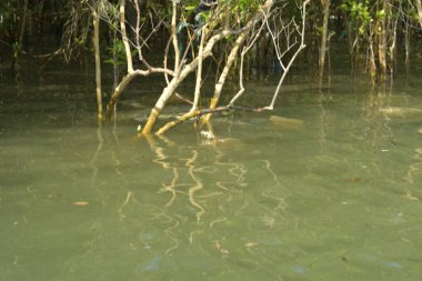 Tropik mangrov kökleri ve çamurlu bir nehir kıyısında büyüyen yavru fidanlar. Sahne, gelgit bölgesinin doğal dokusunu ve bir estuarin ortamının yemyeşil bitki örtüsünü yakalar..
