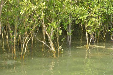 Tropik mangrov kökleri ve çamurlu bir nehir kıyısında büyüyen yavru fidanlar. Sahne, gelgit bölgesinin doğal dokusunu ve bir estuarin ortamının yemyeşil bitki örtüsünü yakalar..