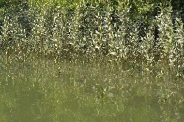 Tropik mangrov kökleri ve çamurlu bir nehir kıyısında büyüyen yavru fidanlar. Sahne, gelgit bölgesinin doğal dokusunu ve bir estuarin ortamının yemyeşil bitki örtüsünü yakalar..