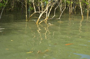 Tropik mangrov kökleri ve çamurlu bir nehir kıyısında büyüyen yavru fidanlar. Sahne, gelgit bölgesinin doğal dokusunu ve bir estuarin ortamının yemyeşil bitki örtüsünü yakalar..