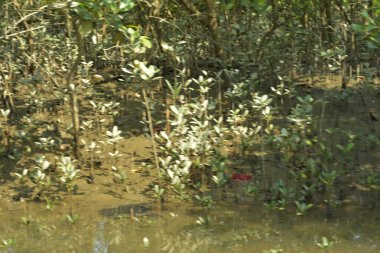 Tropik mangrov kökleri ve çamurlu bir nehir kıyısında büyüyen yavru fidanlar. Sahne, gelgit bölgesinin doğal dokusunu ve bir estuarin ortamının yemyeşil bitki örtüsünü yakalar..