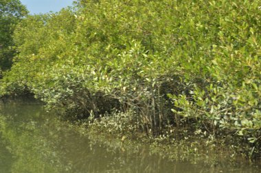 Tropik mangrov kökleri ve çamurlu bir nehir kıyısında büyüyen yavru fidanlar. Sahne, gelgit bölgesinin doğal dokusunu ve bir estuarin ortamının yemyeşil bitki örtüsünü yakalar..