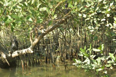 Tropik mangrov kökleri ve çamurlu bir nehir kıyısında büyüyen yavru fidanlar. Sahne, gelgit bölgesinin doğal dokusunu ve bir estuarin ortamının yemyeşil bitki örtüsünü yakalar..