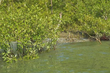 Tropik mangrov kökleri ve çamurlu bir nehir kıyısında büyüyen yavru fidanlar. Sahne, gelgit bölgesinin doğal dokusunu ve bir estuarin ortamının yemyeşil bitki örtüsünü yakalar..