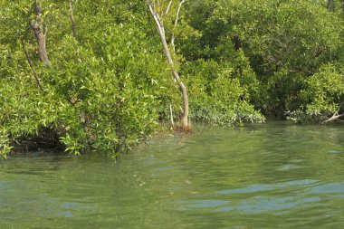 Tropik mangrov kökleri ve çamurlu bir nehir kıyısında büyüyen yavru fidanlar. Sahne, gelgit bölgesinin doğal dokusunu ve bir estuarin ortamının yemyeşil bitki örtüsünü yakalar..